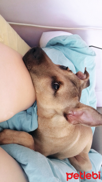 Sokö (Sokak Köpeği), Köpek  Laika fotoğrafı