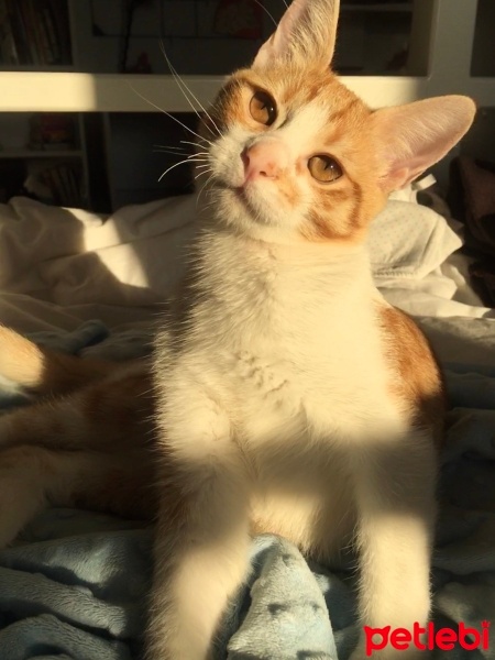 Sarman, Kedi  şans fotoğrafı