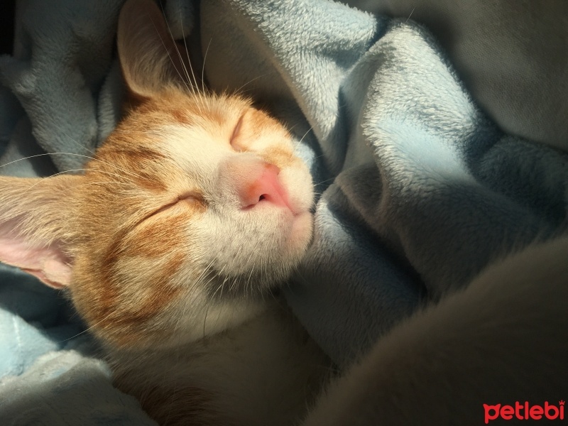 Sarman, Kedi  şans fotoğrafı