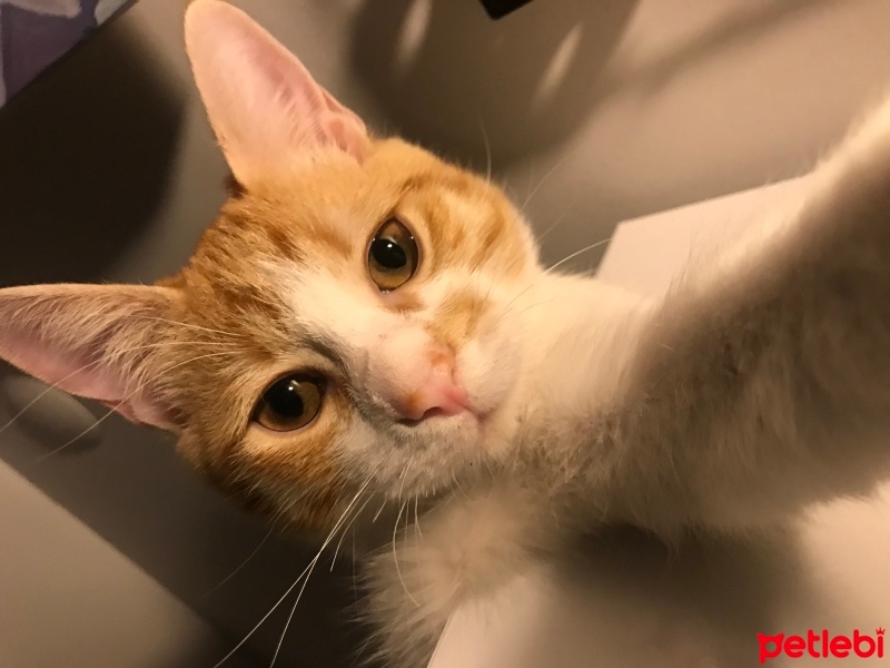 Sarman, Kedi  şans fotoğrafı