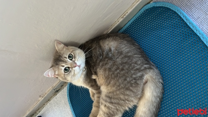 British Shorthair, Kedi  Çarşaf fotoğrafı