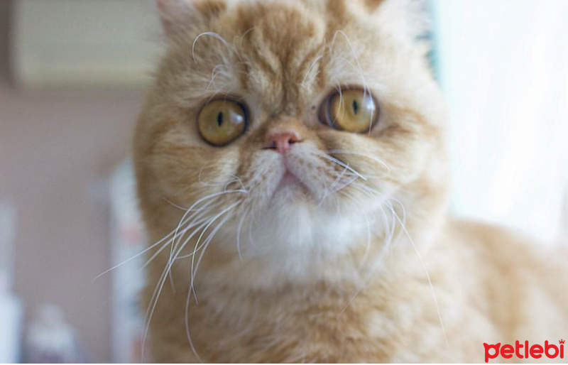 Exotic Shorthair, Kedi  Çakıl fotoğrafı