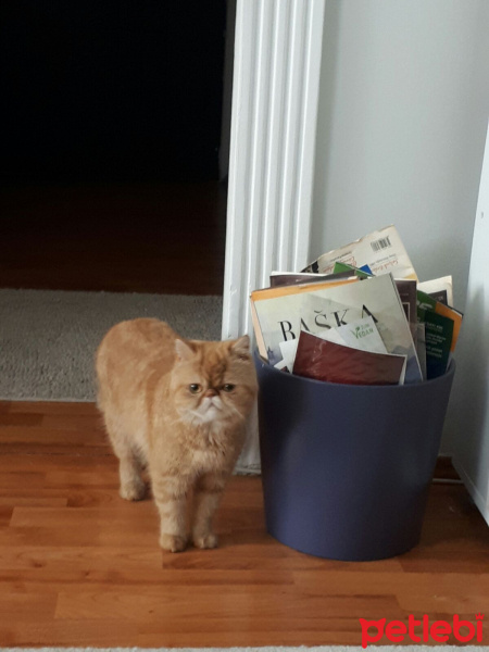 Exotic Shorthair, Kedi  Çakıl fotoğrafı