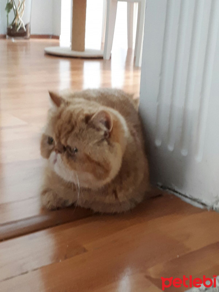 Exotic Shorthair, Kedi  Çakıl fotoğrafı