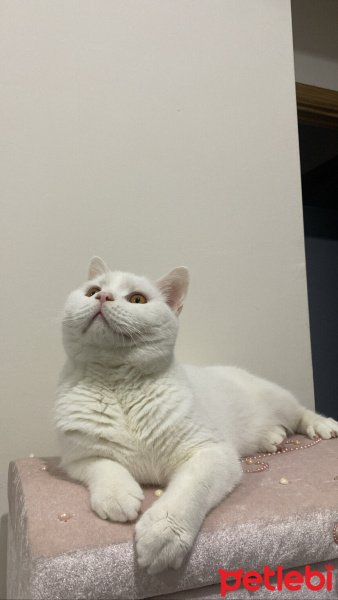 British Shorthair, Kedi  Pamuk fotoğrafı