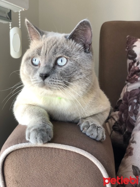 British Shorthair, Kedi  Bulut fotoğrafı