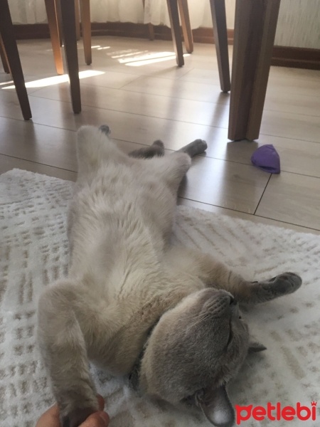 British Shorthair, Kedi  Bulut fotoğrafı