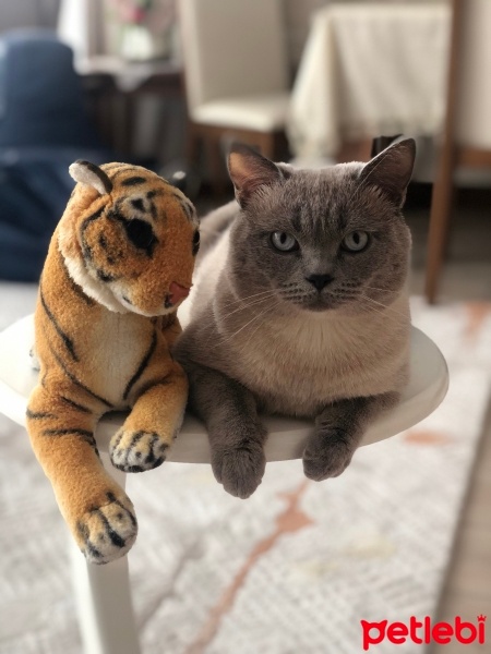 British Shorthair, Kedi  Bulut fotoğrafı
