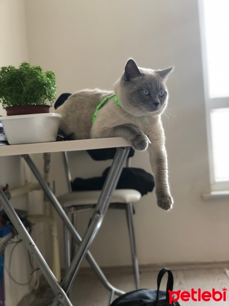 British Shorthair, Kedi  Bulut fotoğrafı