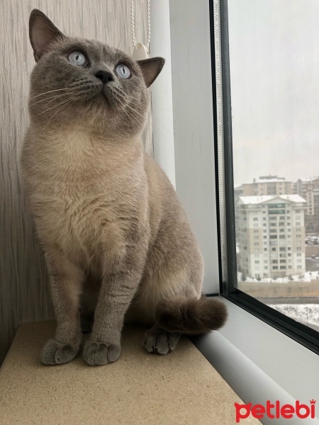 British Shorthair, Kedi  Bulut fotoğrafı