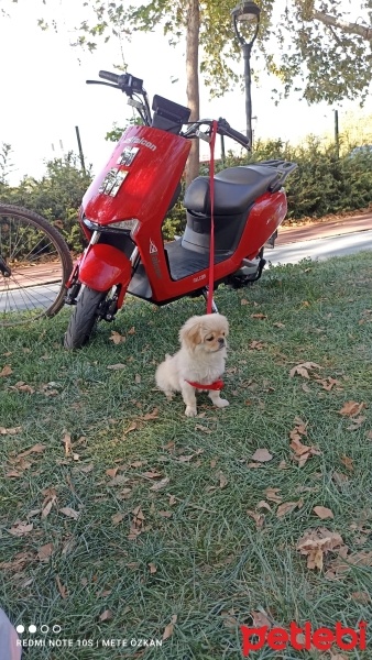 Pekingese, Köpek  Süslü fotoğrafı