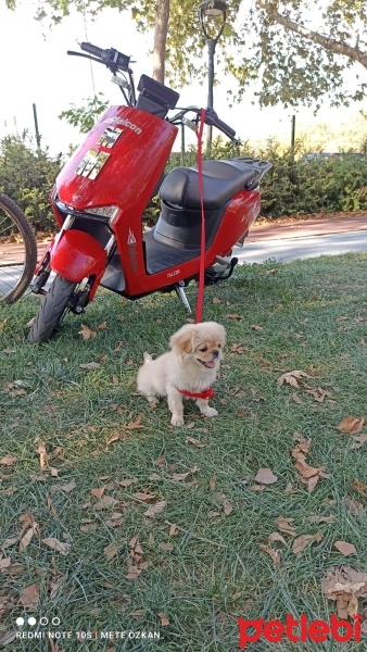 Pekingese, Köpek  Süslü fotoğrafı