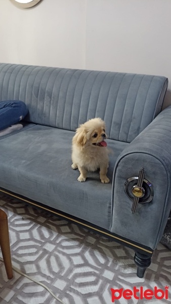 Pekingese, Köpek  Süslü fotoğrafı