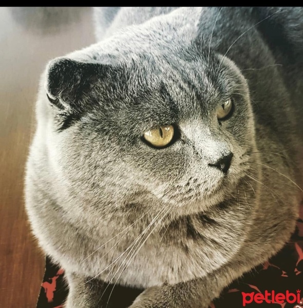 British Shorthair, Kedi  Bıdık fotoğrafı