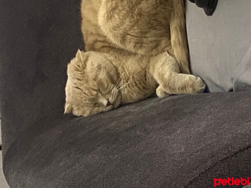 Scottish Fold, Kedi  Şakir fotoğrafı