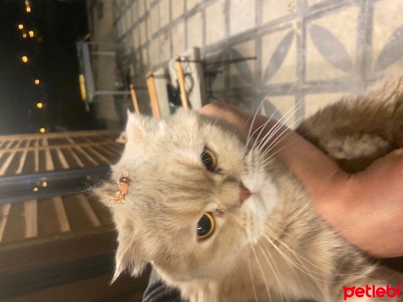 Scottish Fold, Kedi  Şükufe fotoğrafı
