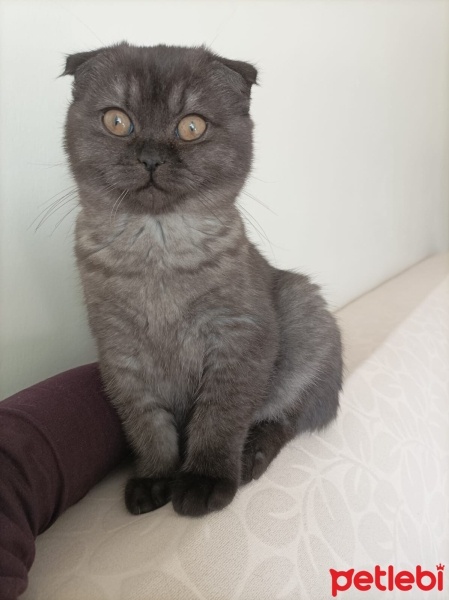 Scottish Fold, Kedi  Gölge fotoğrafı
