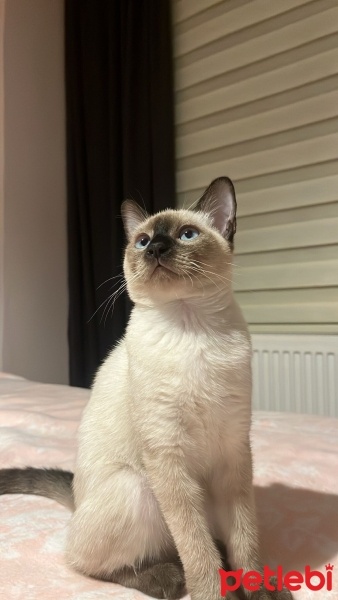 Siyam Kedisi, Kedi  Limon fotoğrafı