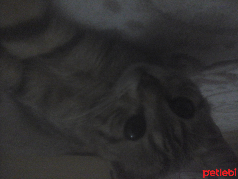 Tekir Kedi, Kedi  Mia fotoğrafı