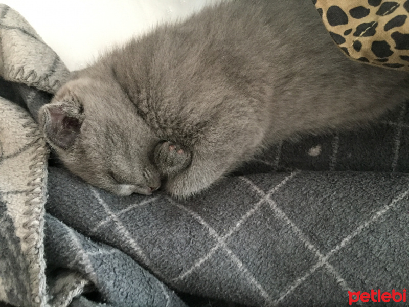 Scottish Fold, Kedi  duman fotoğrafı