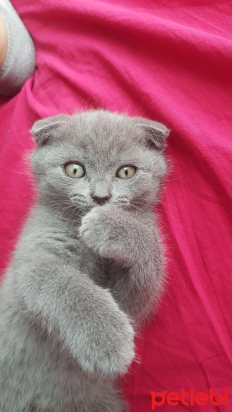 Scottish Fold, Kedi  duman fotoğrafı