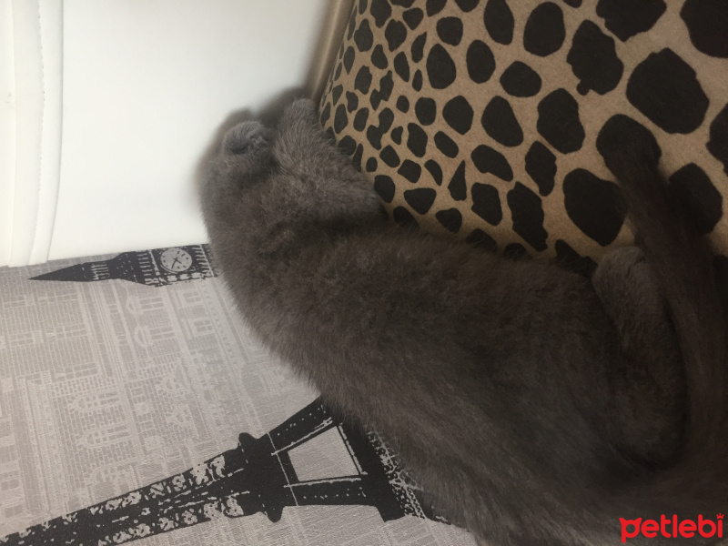 Scottish Fold, Kedi  duman fotoğrafı
