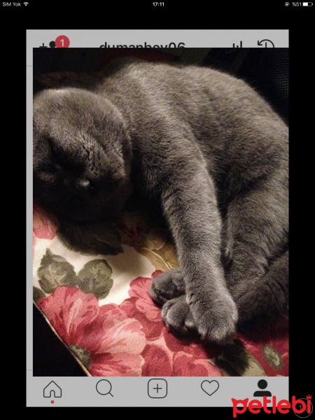 Scottish Fold, Kedi  duman fotoğrafı