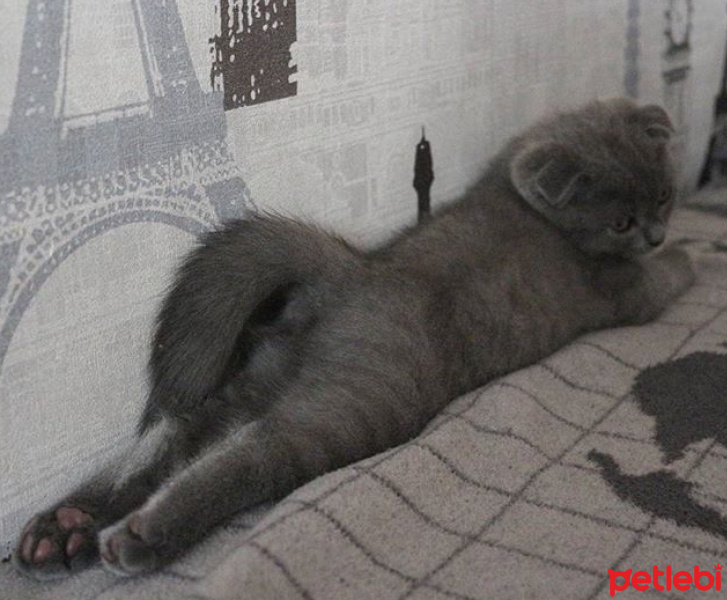 Scottish Fold, Kedi  duman fotoğrafı
