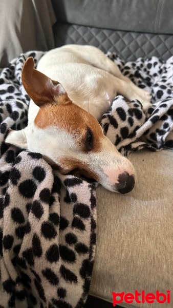 Jack Russell Terrier, Köpek  Barry fotoğrafı
