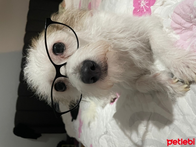Sokö (Sokak Köpeği), Köpek  Tüylü fotoğrafı