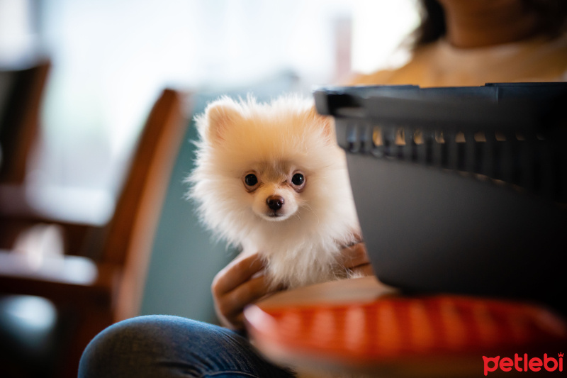 Pomeranyalı, Köpek  Küçük fotoğrafı