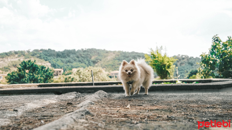 Pomeranyalı, Köpek  Küçük fotoğrafı