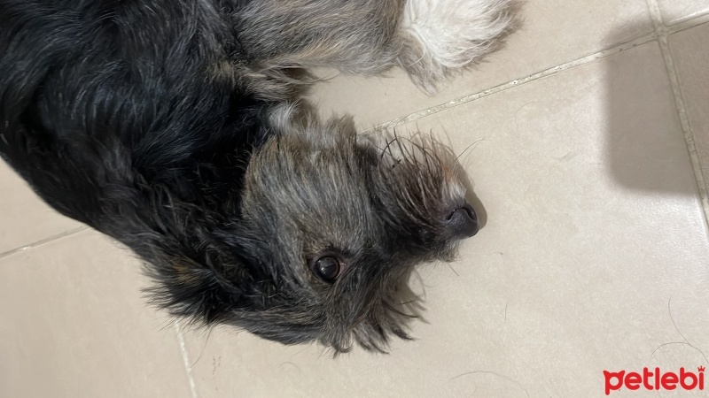 Welsh Terrier, Köpek  Şans fotoğrafı
