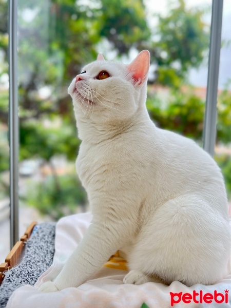 British Shorthair, Kedi  İncir fotoğrafı