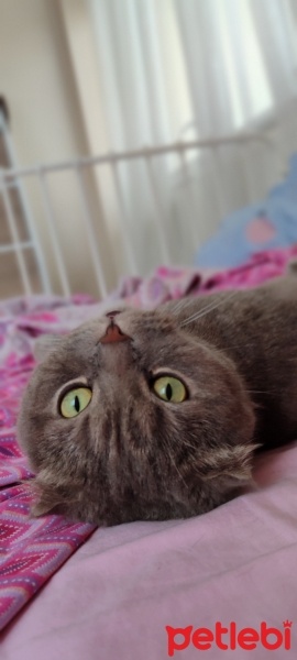 Scottish Fold, Kedi  Mücüş, kimlikte duman fotoğrafı