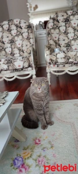 Scottish Fold, Kedi  Mücüş, kimlikte duman fotoğrafı