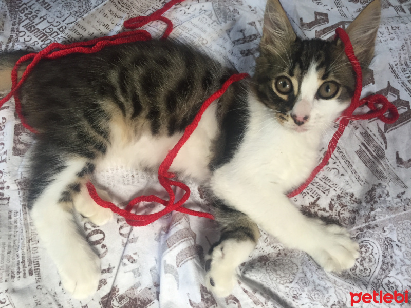 Tekir Kedi, Kedi  Lokum fotoğrafı