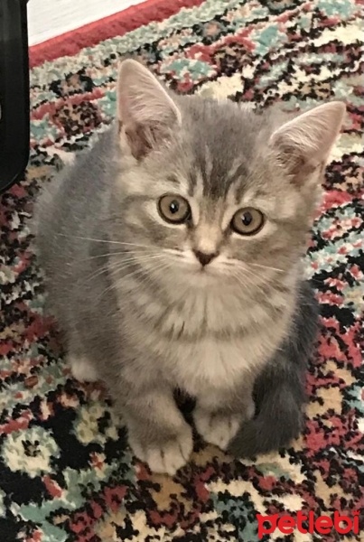 British Shorthair, Kedi  Mia fotoğrafı