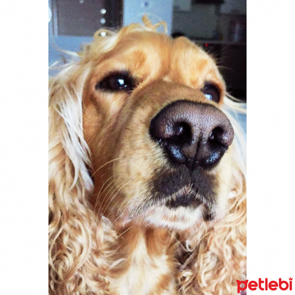 İngiliz Cocker Spaniel, Köpek  Leo fotoğrafı