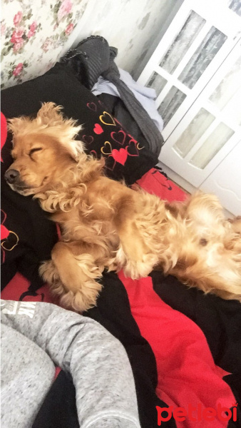 İngiliz Cocker Spaniel, Köpek  Leo fotoğrafı
