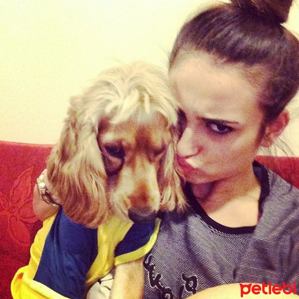 İngiliz Cocker Spaniel, Köpek  Leo fotoğrafı