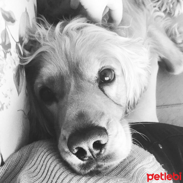 İngiliz Cocker Spaniel, Köpek  Leo fotoğrafı