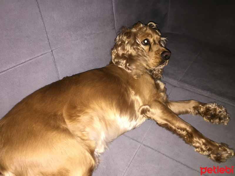 İngiliz Cocker Spaniel, Köpek  Leo fotoğrafı
