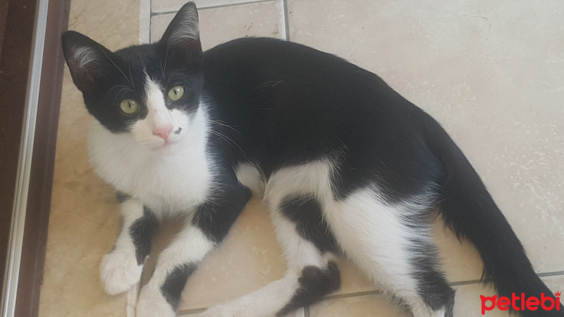 Tuxedo (Smokin) Kedi, Kedi  şans fotoğrafı