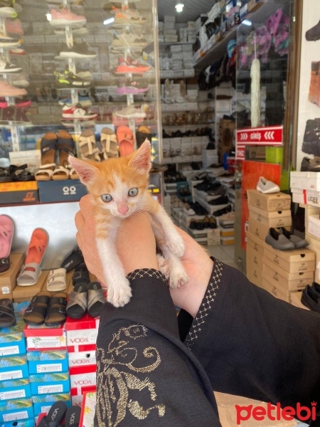 Sarman, Kedi  Şirin fotoğrafı