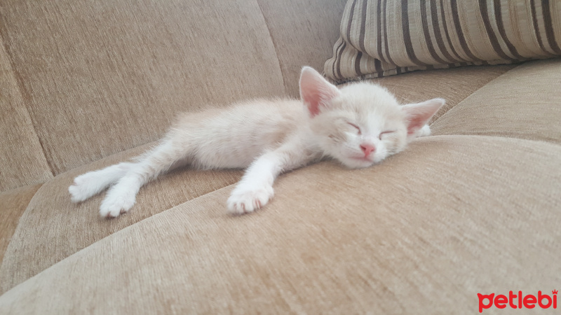 Tekir Kedi, Kedi  Badem fotoğrafı