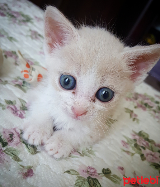 Tekir Kedi, Kedi  Badem fotoğrafı