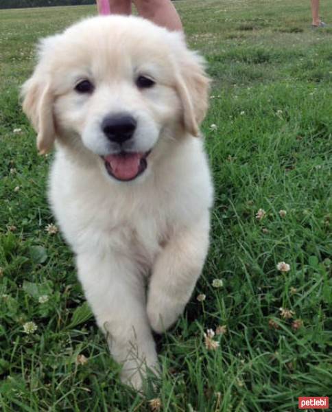 Golden Retriever, Köpek  Şila fotoğrafı