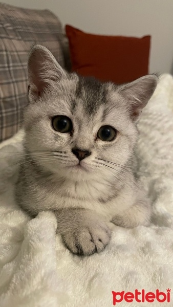 British Shorthair, Kedi  Dobby fotoğrafı