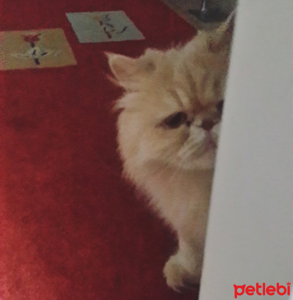 İran Kedisi (Persian), Kedi  Pelinsu fotoğrafı